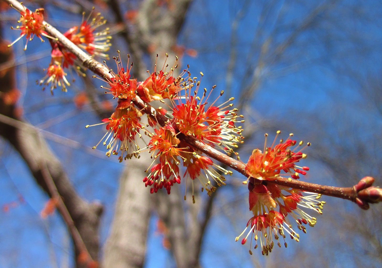 Noteworthy Natives, red maple blossoms